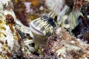 Blenny X in the very shallows, taken snorkeling, Sand Bea... by Tobias Reitmayr 